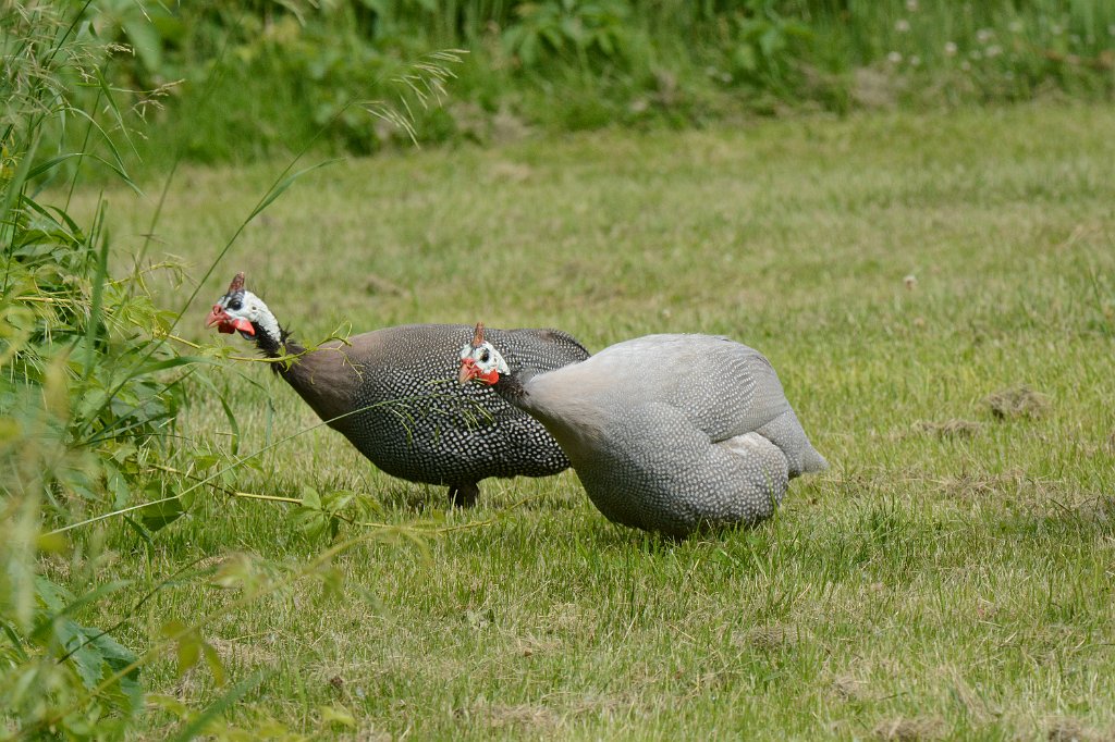 Guineafowl, Helmeted, 2013-06062456 Pierpont Meadow, MA.JPG - Helmeted Guineafowl. Pierpont Meadow Wildlife Sanctuary, MA, 6-6-2013